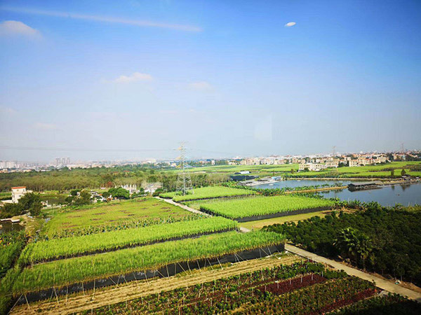 深圳蔬菜种植基地